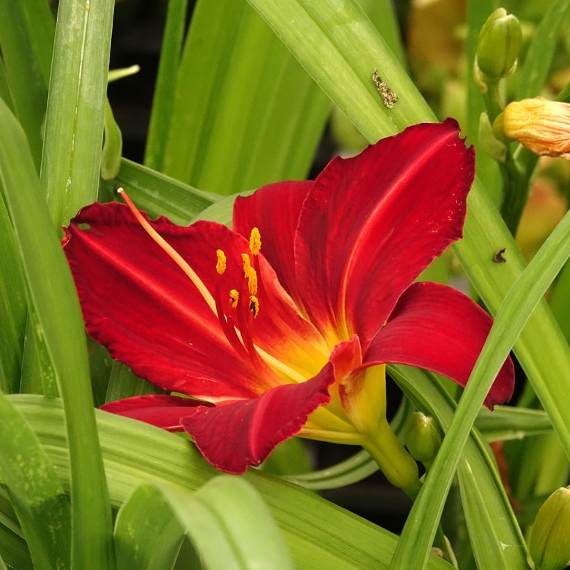 Hémérocalle Jolly Hearts - Lis d'un Jour (Flowering)