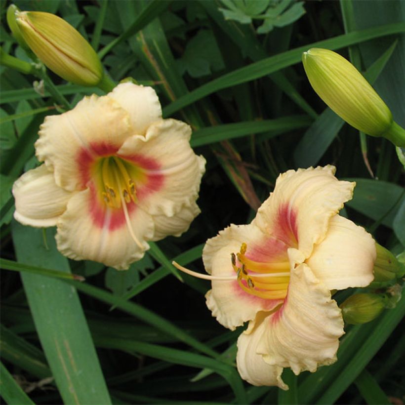 Hémérocalle Siloam Virginia Henson (Flowering)
