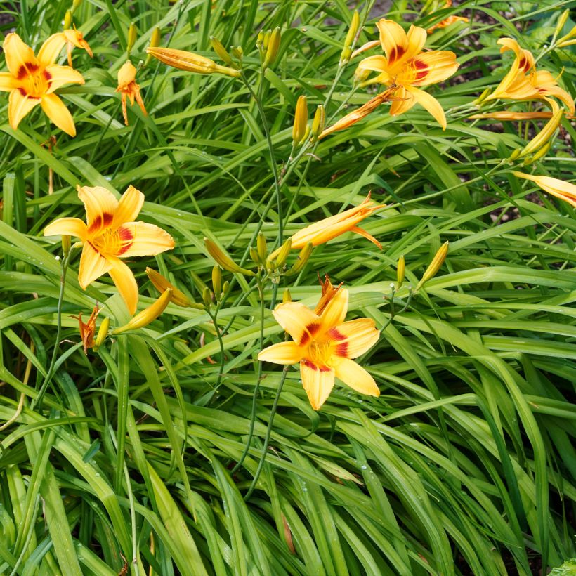 Hémérocalle Bonanza - Lis d'un jour (Plant habit)