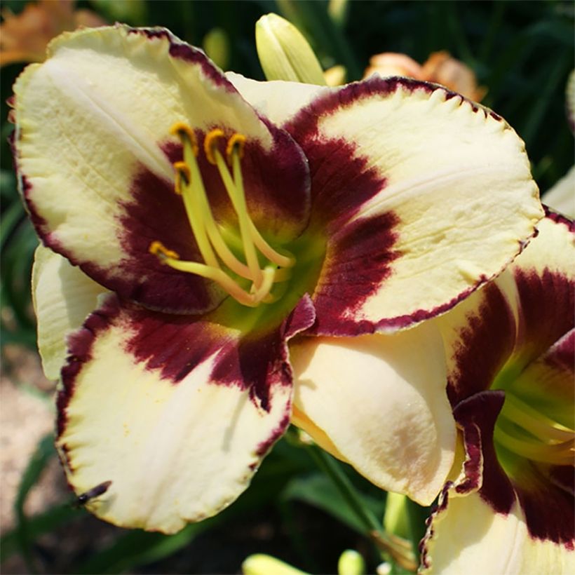 Hémérocalle Dream Legacy - Lis d'un jour (Flowering)