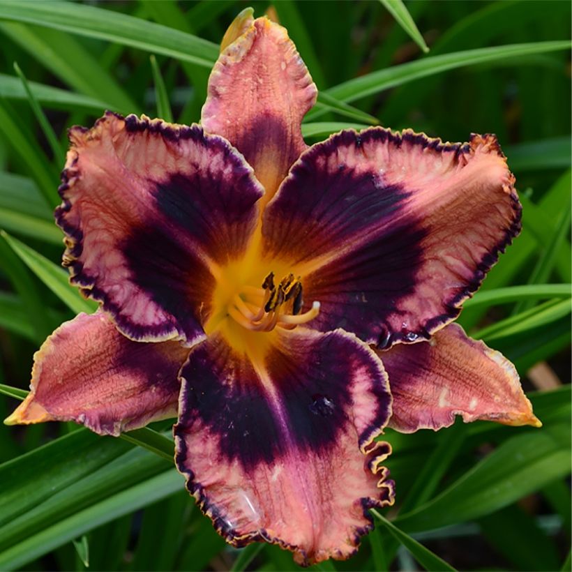 Hémérocalle Exotic Treasure - Lis d'un jour (Flowering)