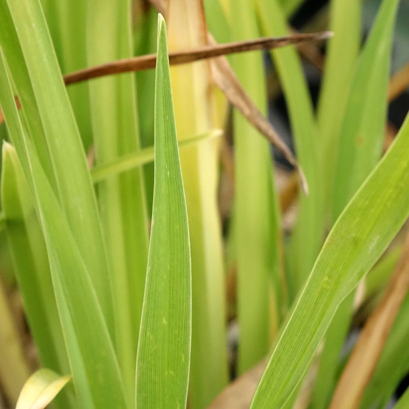 Hémérocalle ou hemerocallis Gentle Shepherd (Foliage)