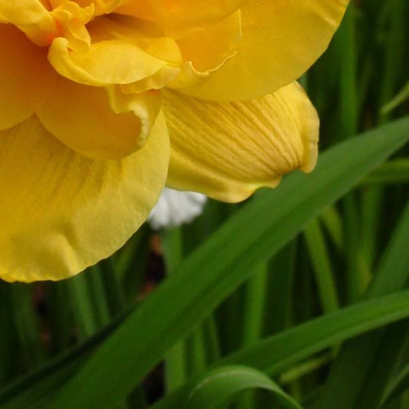 Hémérocalle ou hemerocallis Patricia Jojo (Foliage)