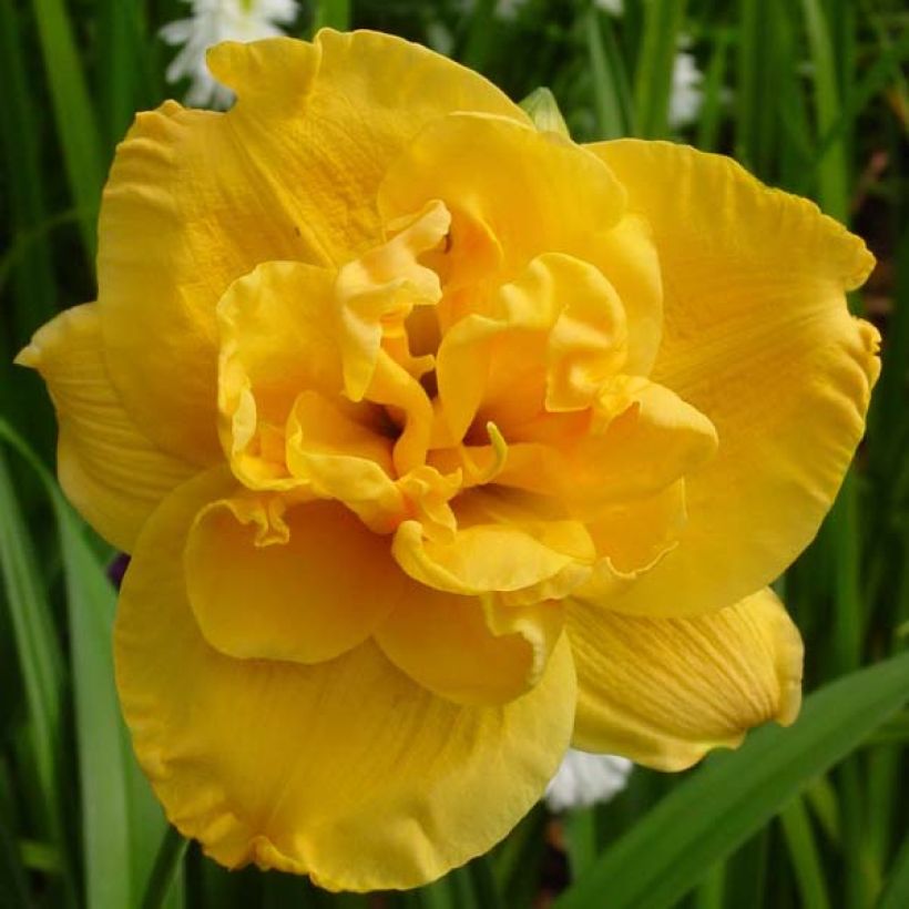 Hémérocalle ou hemerocallis Patricia Jojo (Flowering)