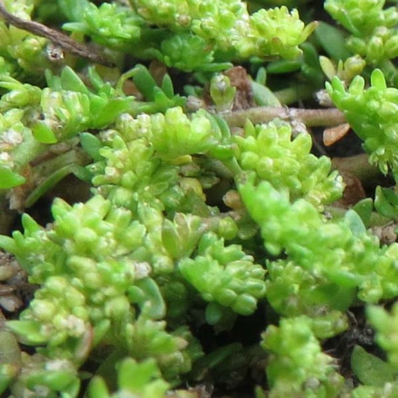 Herniaria glabra - Turquette (Foliage)