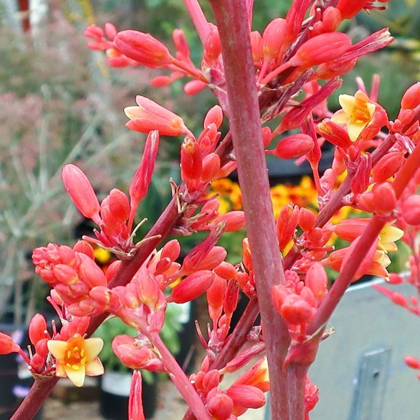 Hesperaloe parviflora - Yucca rouge (Flowering)