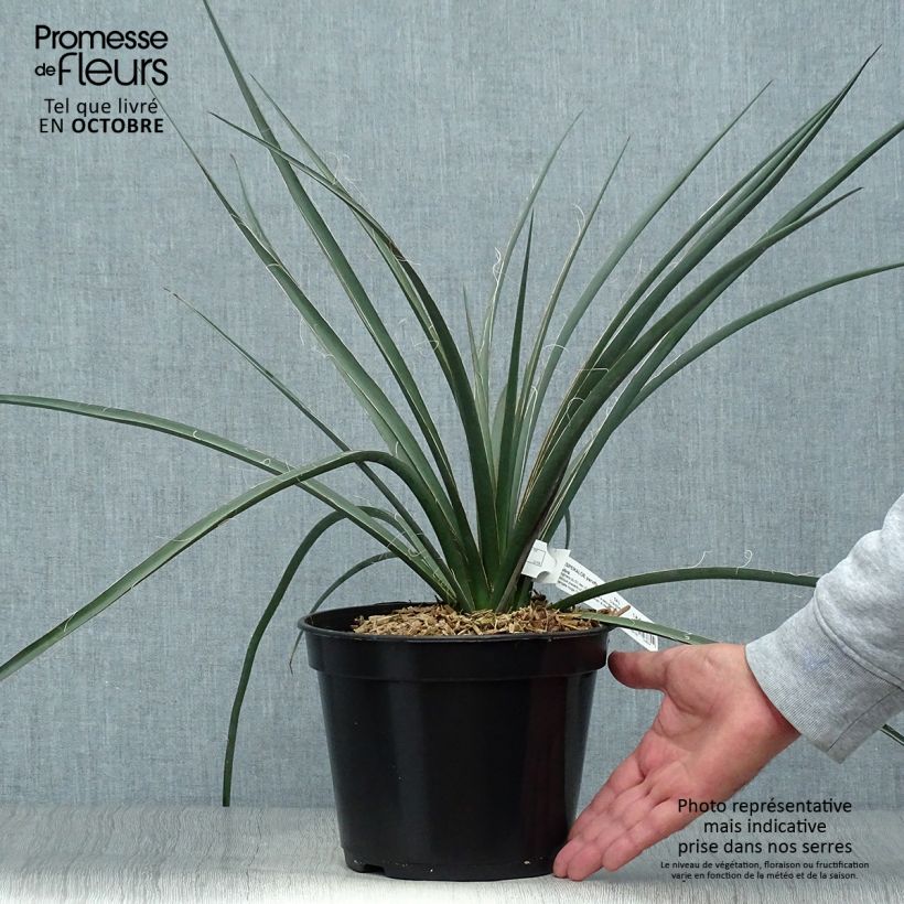 Example of Hesperaloe parviflora Rubra - Yucca Rouge. Pot de 2L/3L as you get in automne