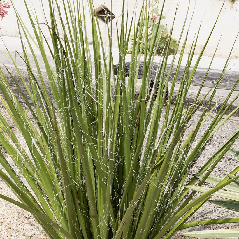 Hesperaloe parviflora Yellow Sun - Yucca rouge (Plant habit)