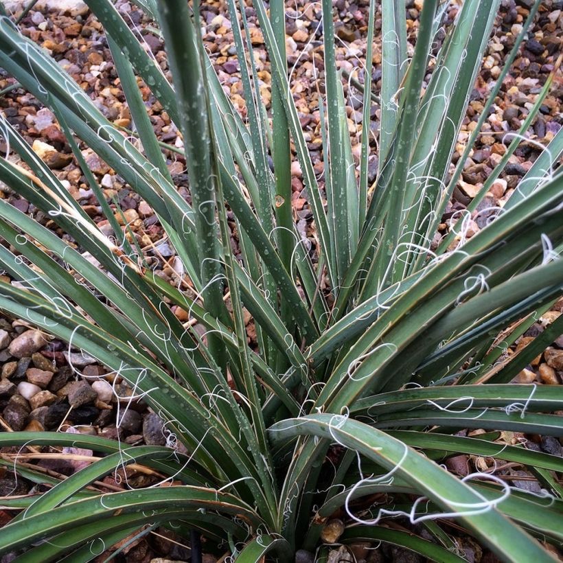Hesperaloe parvifolia Rose des Sables (Foliage)