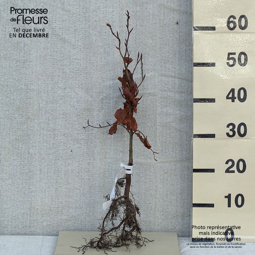 Example of Hêtre commun - Fagus sylvatica Petites Racines nues as you get in hiver