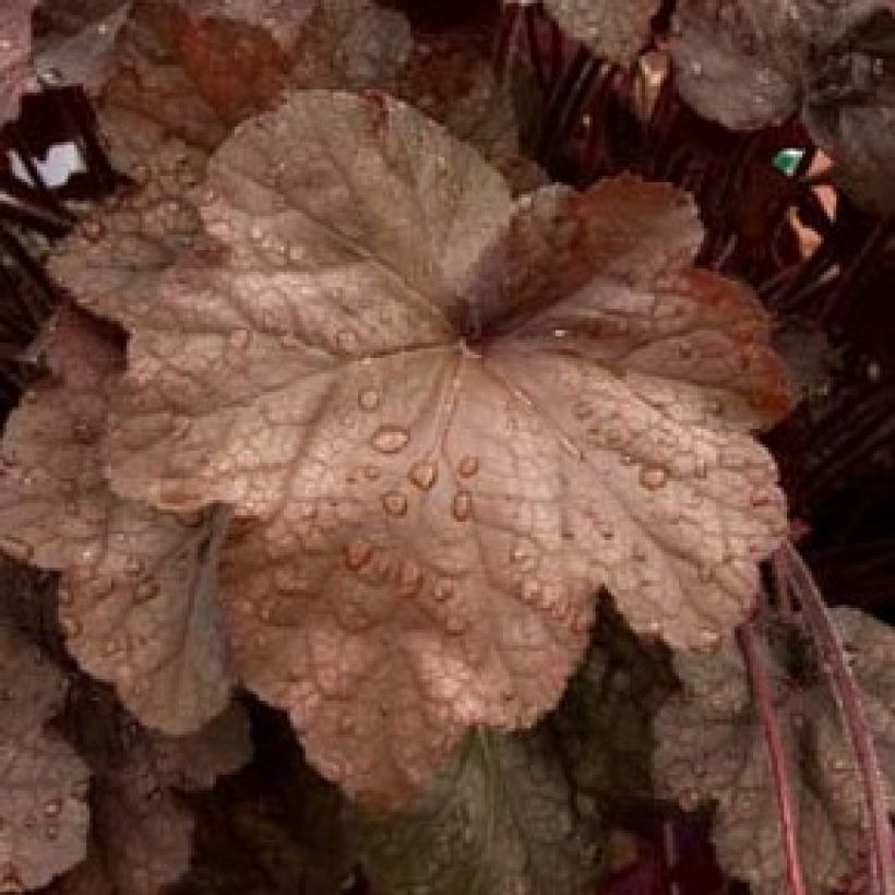 Heuchère - Heuchera Beaujolais (Foliage)
