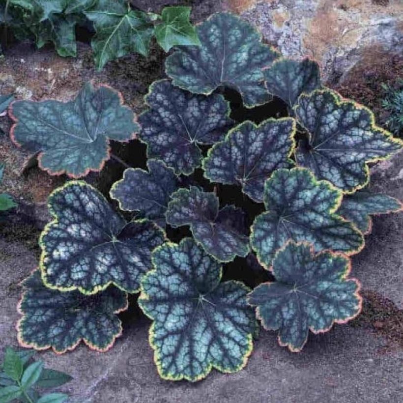 Heuchère - Heuchera Beauty Color (Plant habit)