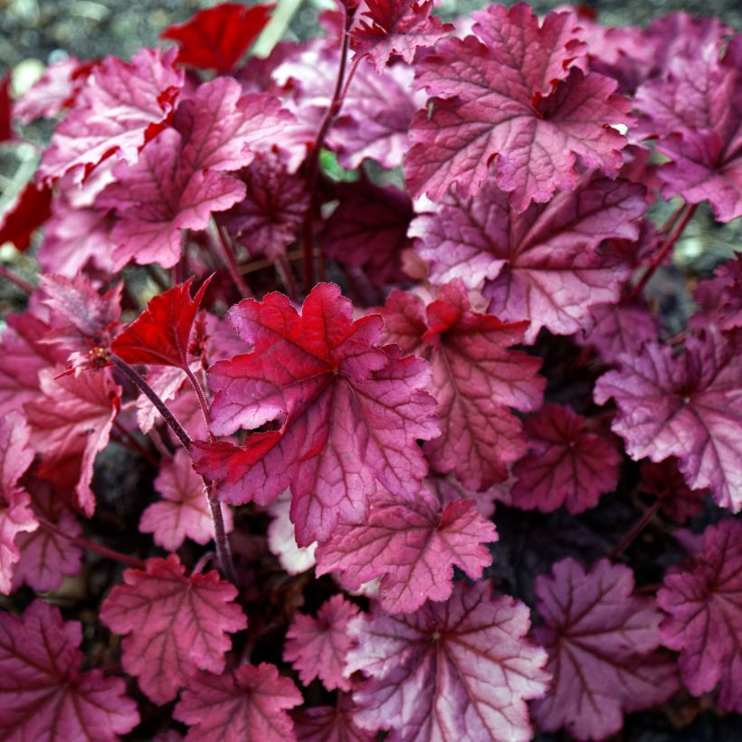 Heuchère - Heuchera Berry Smoothie (Foliage)