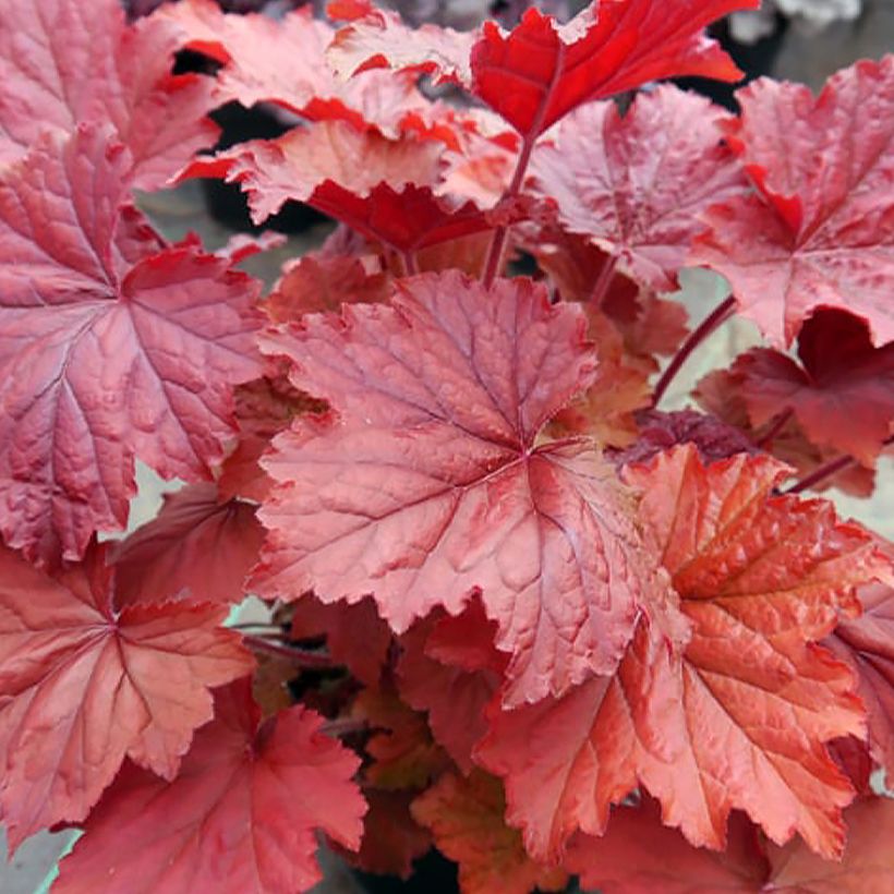 Heuchère - Heuchera Bloody Dinosaur  (Foliage)