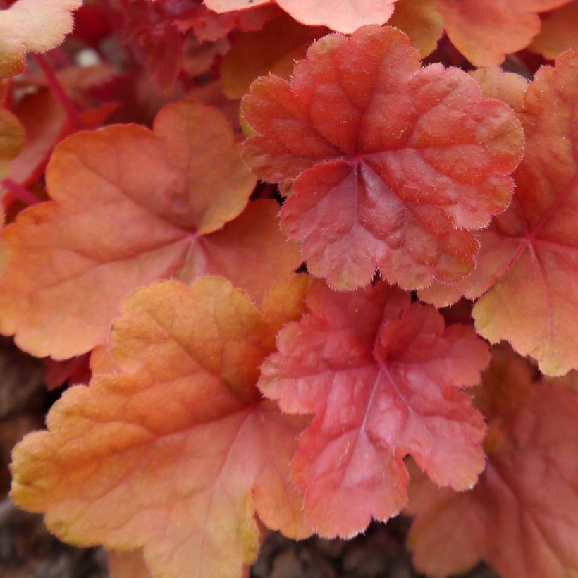 Heuchère - Heuchera Caribbean Sea (Foliage)