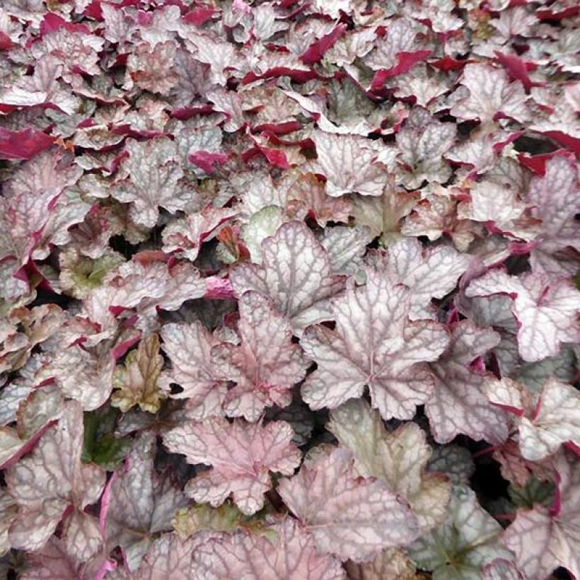 Heuchère - Heuchera Cascade Dawn (Foliage)
