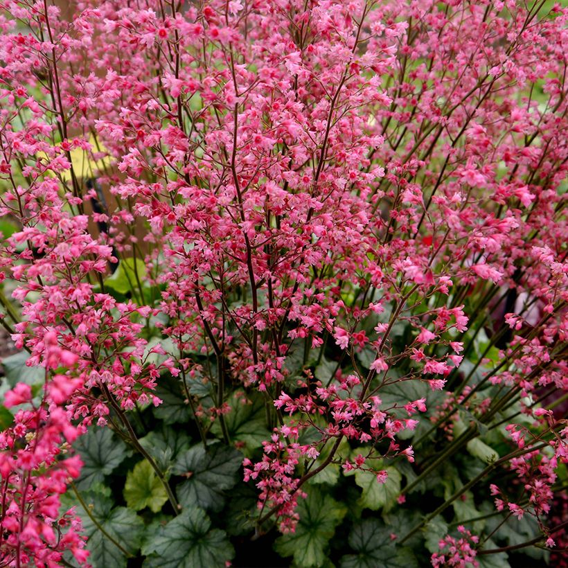 Heuchère - Heuchera Flower Power (Plant habit)