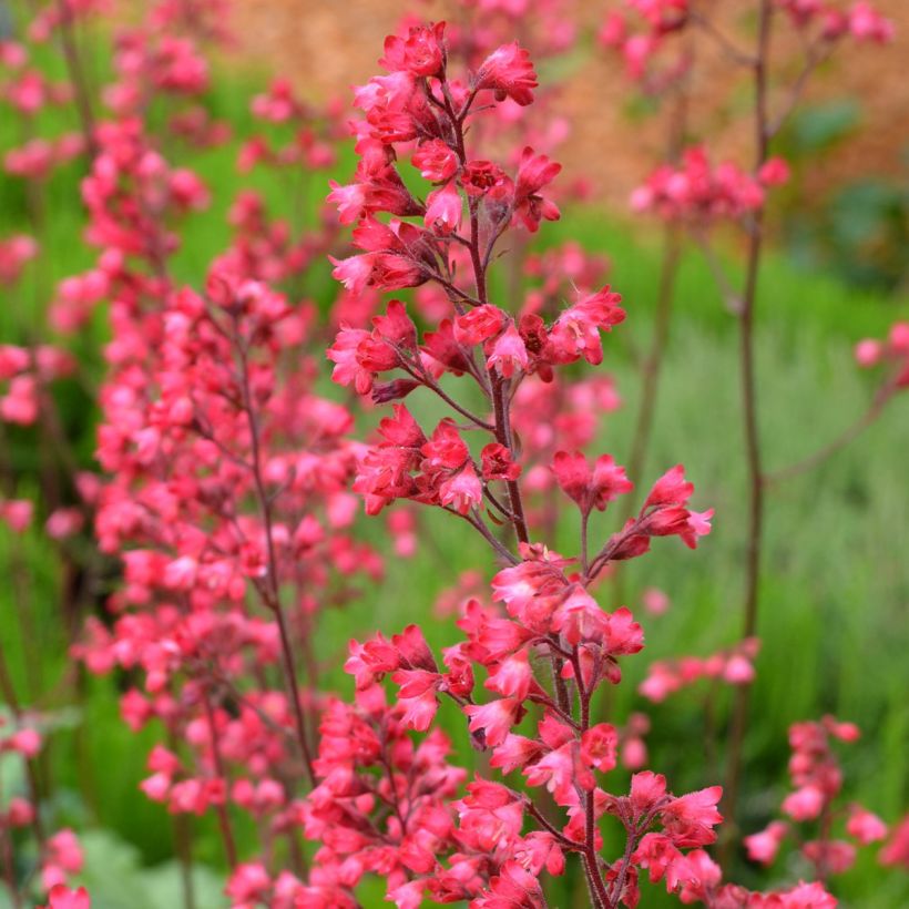 Heuchère - Heuchera Flower Power (Flowering)