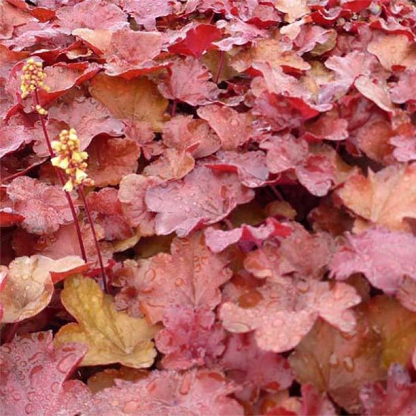 Heuchère - Heuchera Little Cutie Blondie (Foliage)
