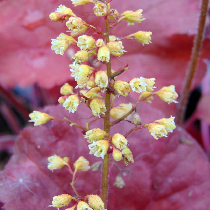 Heuchère - Heuchera Little Cutie Blondie (Flowering)
