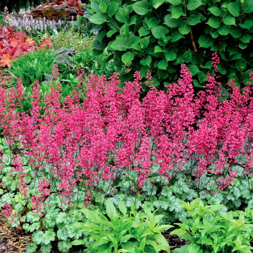 Heuchère - Heuchera Paris (Plant habit)
