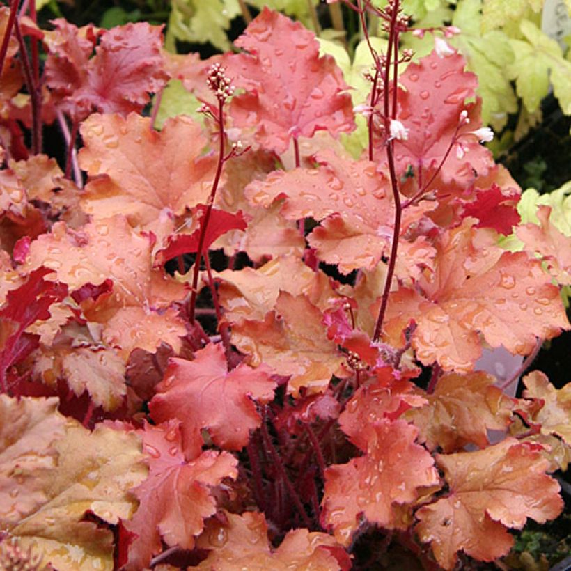 Heuchère - Heuchera Peach Crisp (Foliage)