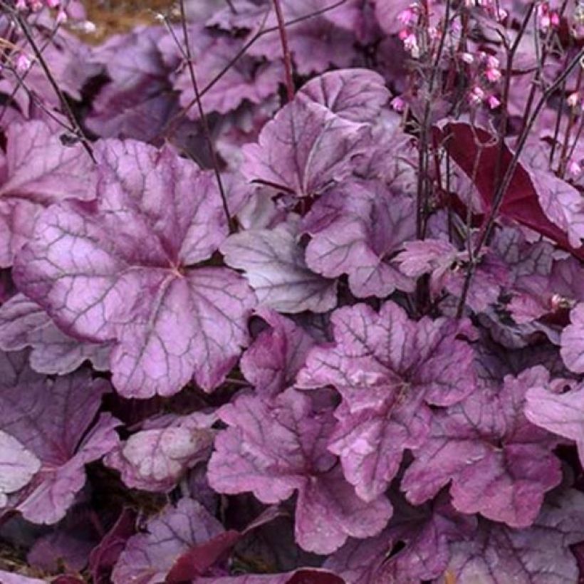 Heuchère - Heuchera Pink Panther (Foliage)