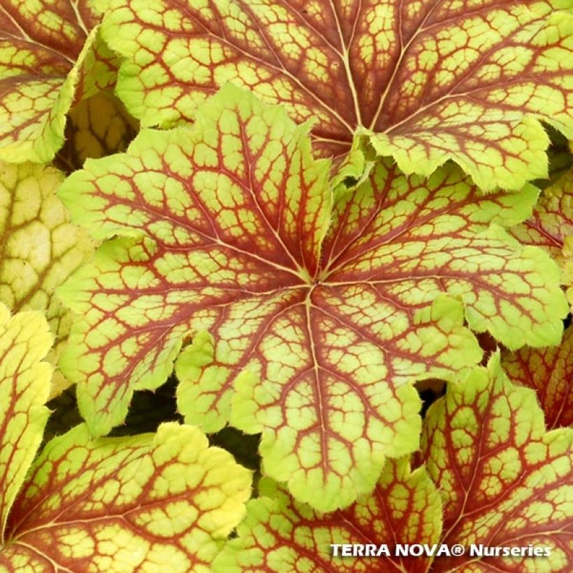 Heuchère - Heuchera Red Lightning  (Foliage)