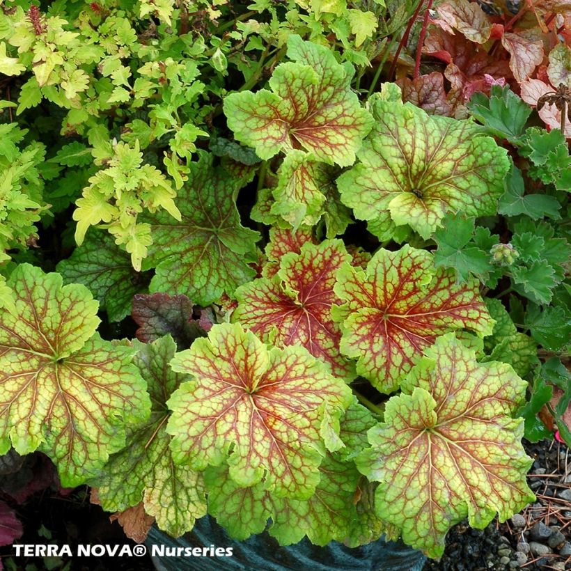 Heuchère - Heuchera Red Lightning  (Plant habit)
