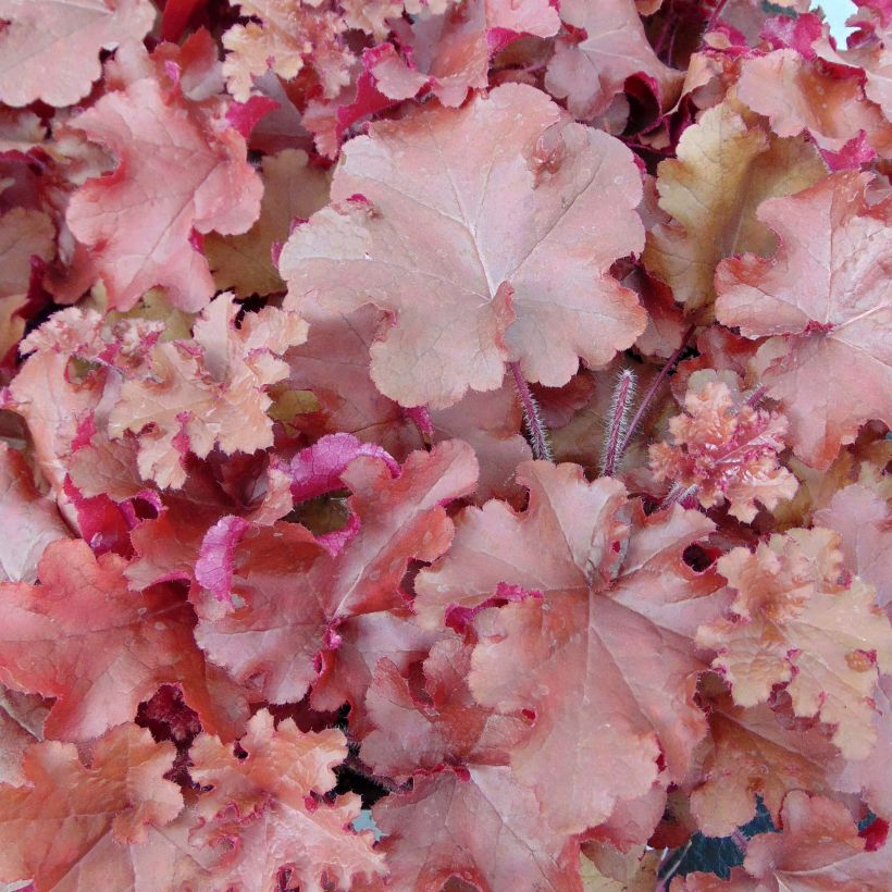 Heuchère - Heuchera Red Sea® (Foliage)