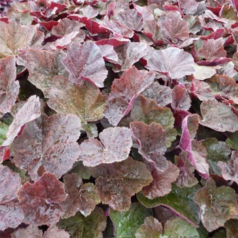 Heuchère - Heuchera XXL  (Foliage)