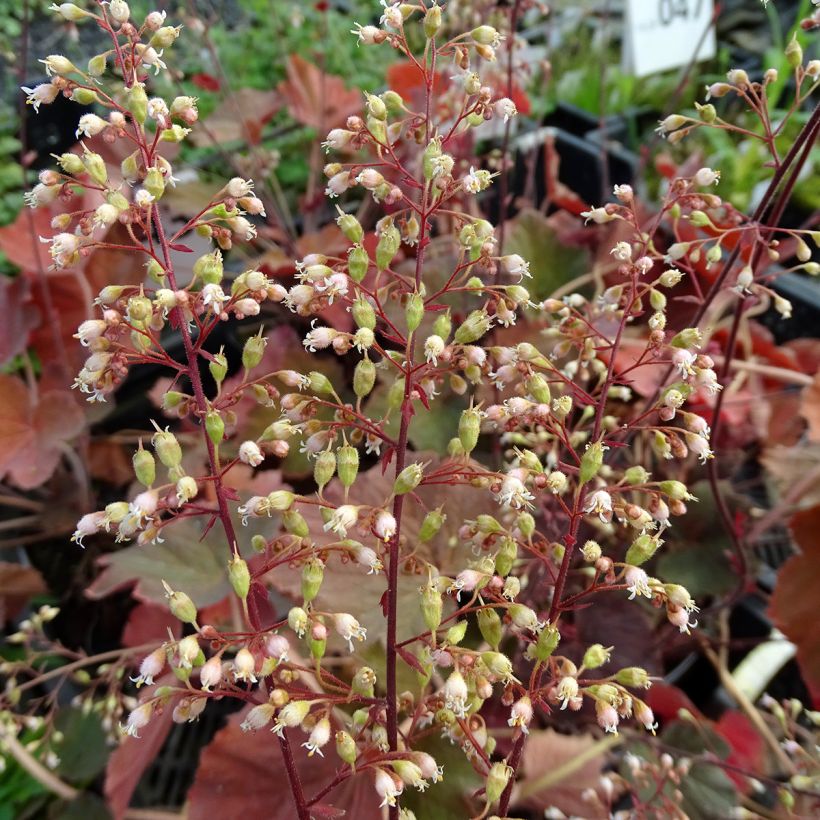 Heuchère - Heuchera XXL  (Flowering)