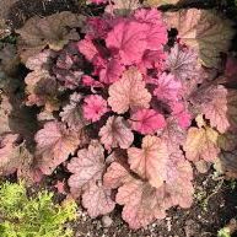 Heuchère - Heuchera Berry Smoothie (Plant habit)