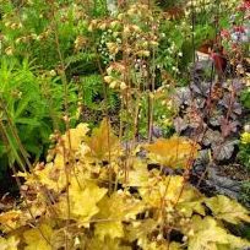 Heuchère - Heuchera Ginger Ale (Plant habit)