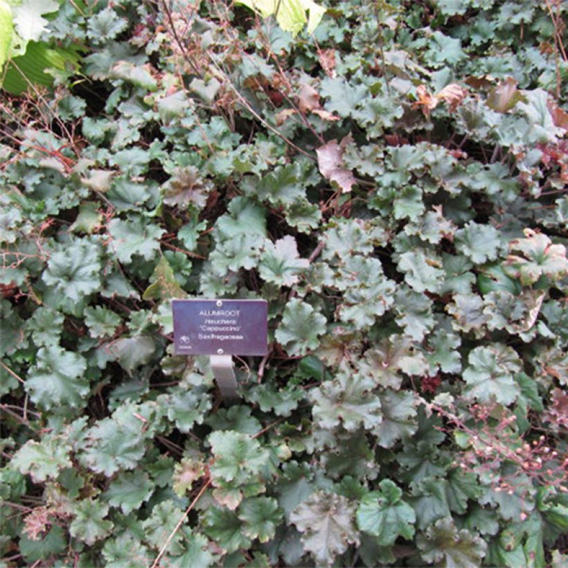 Heuchère - Heuchera Cappuccino (Flowering)