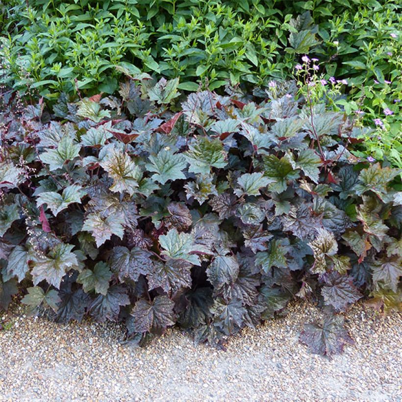 Heuchère - Heuchera Palace Purple (Plant habit)