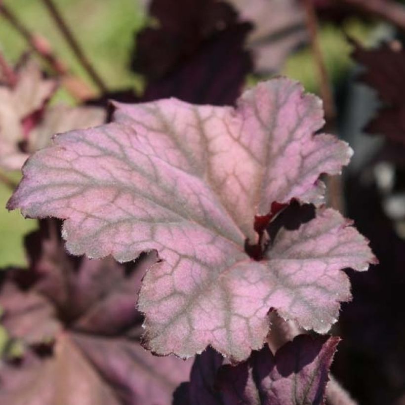 Heuchère - Heuchera Plum Pudding (Foliage)