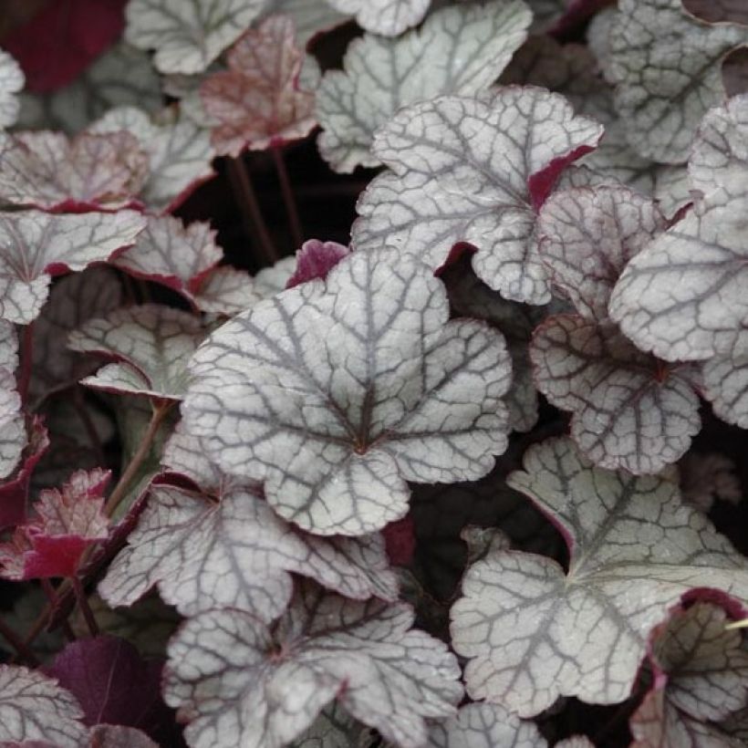Heuchère - Heuchera Silver Scrolls (Foliage)