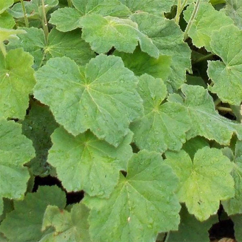 Heuchère - Heuchera villosa var macrorrhiza (Foliage)