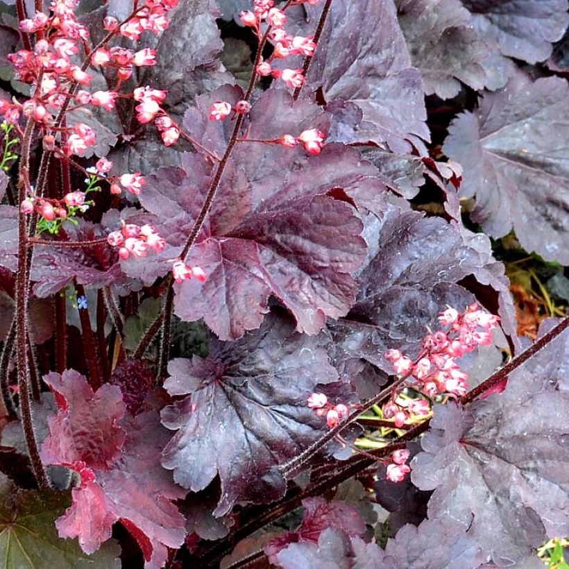 Heuchère - Heuchera Bella Notte (Foliage)