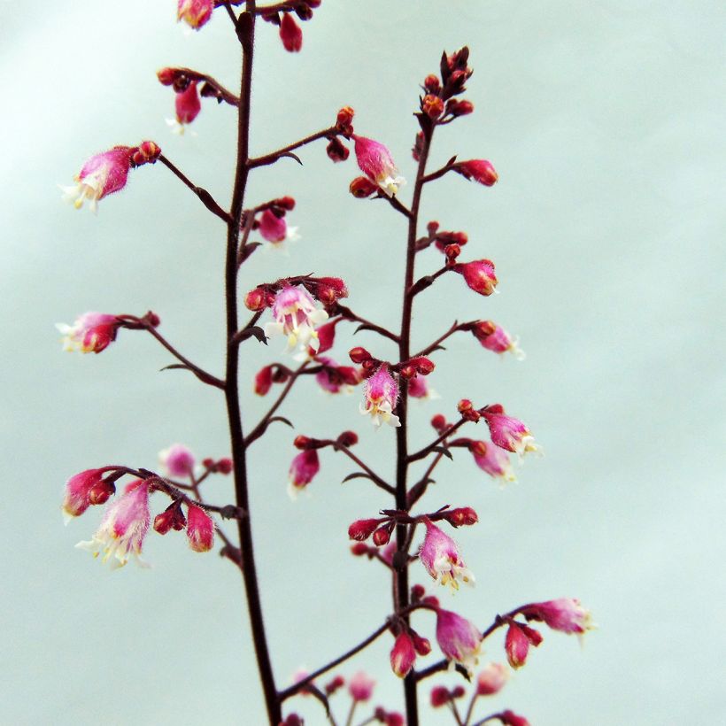 Heuchère - Heuchera Beaujolais (Flowering)