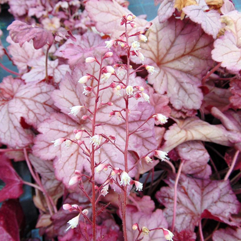 Heuchère - Heuchera Berry Smoothie (Flowering)