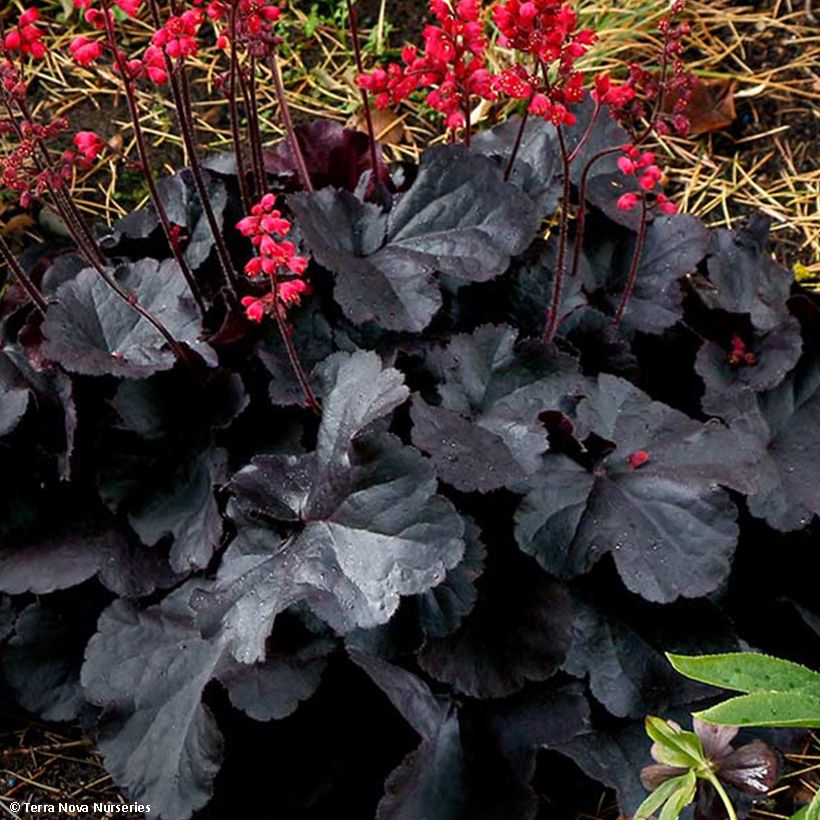 Heuchère - Heuchera Black Forest Cake (Foliage)