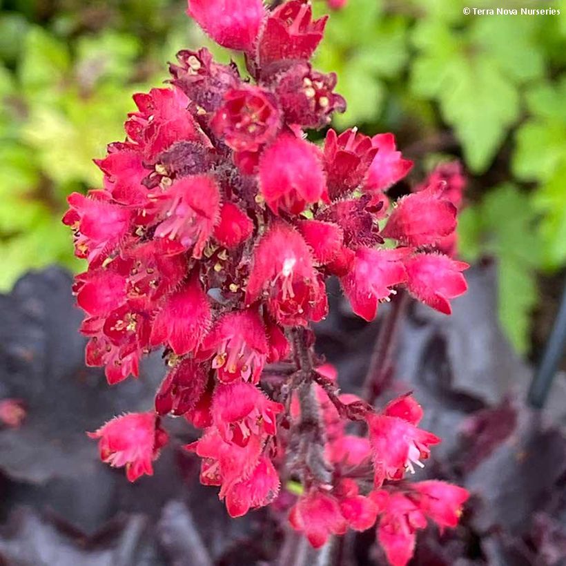 Heuchère - Heuchera Black Forest Cake (Flowering)