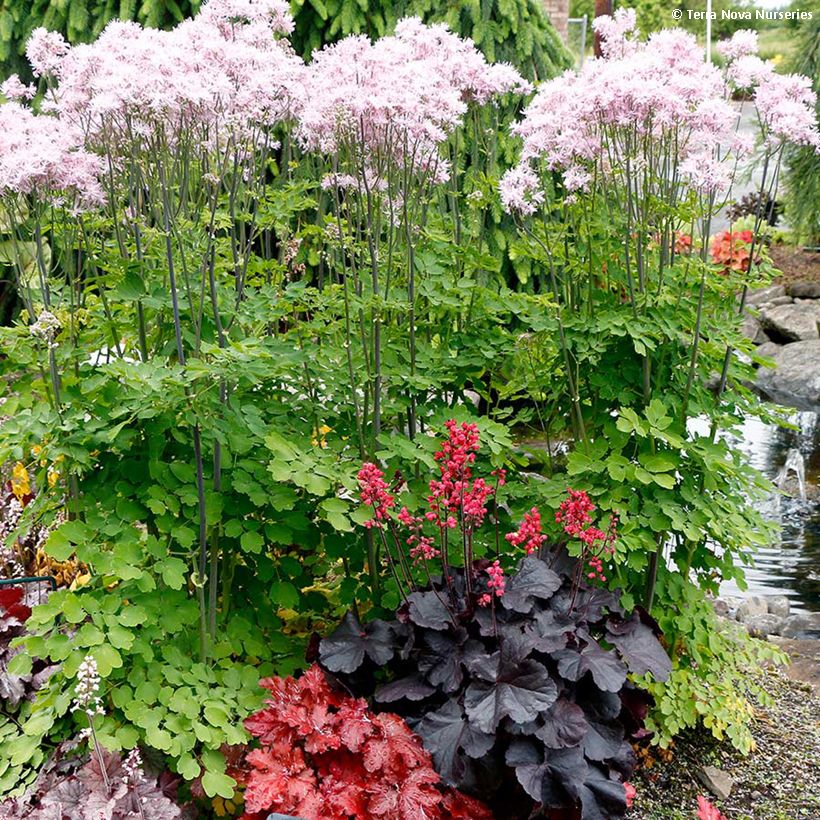 Heuchère - Heuchera Black Forest Cake (Plant habit)