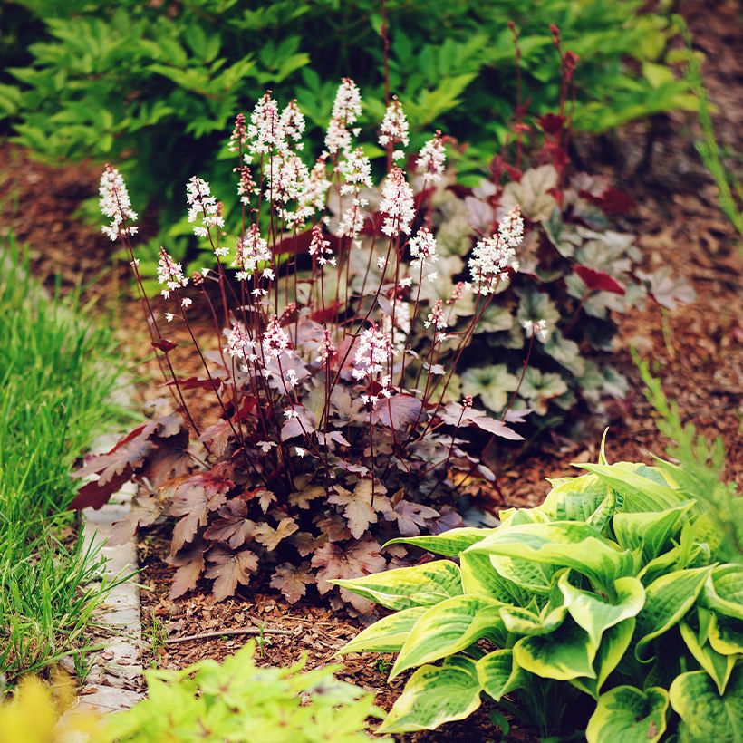 Heuchère - Heuchera Chocolate Ruffles (Plant habit)