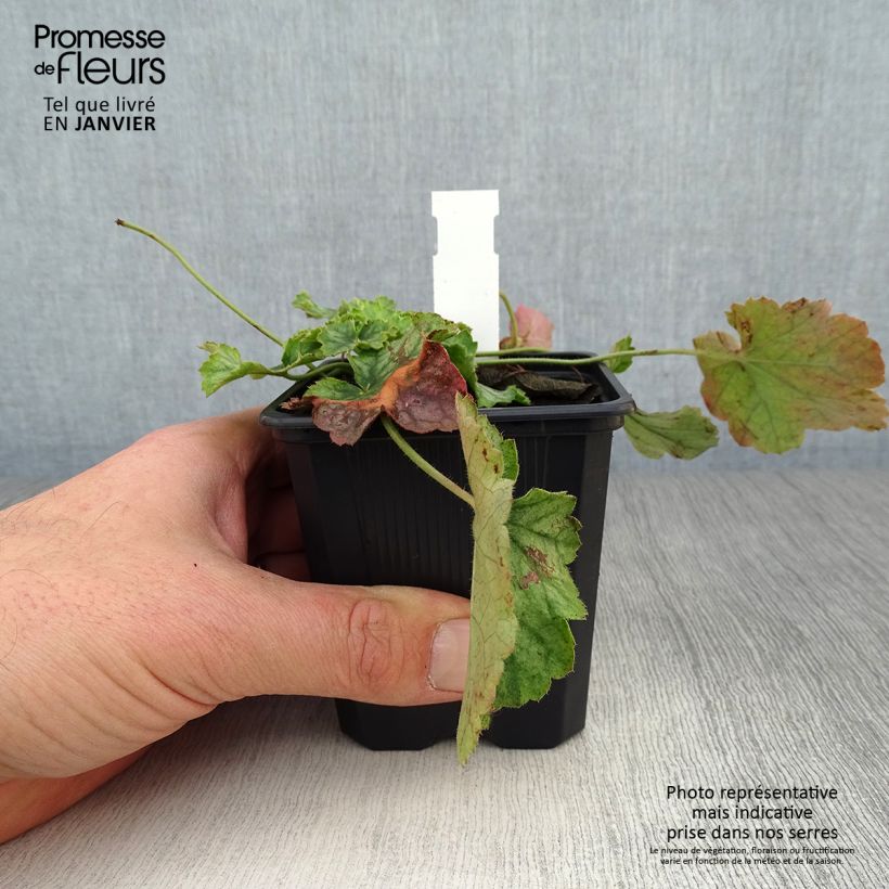 Example of Heuchère - Heuchera Flower Power Godet de 8/9 cm as you get in hiver