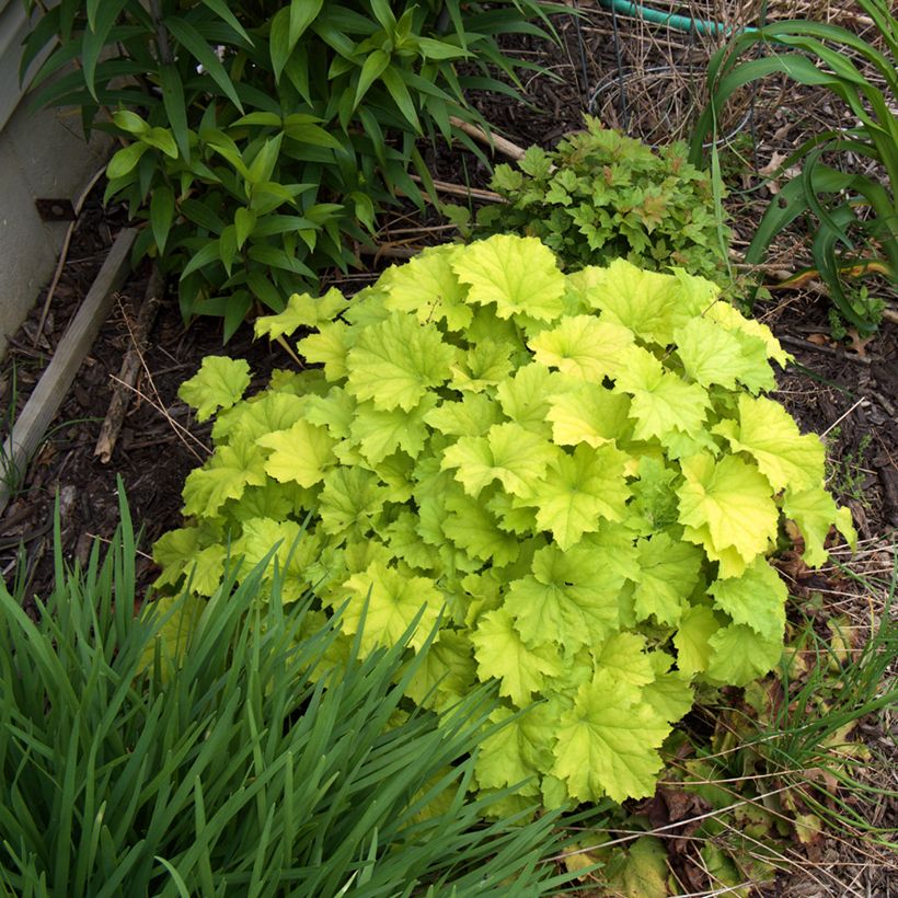 Heuchère - Heuchera Guacamole (Plant habit)