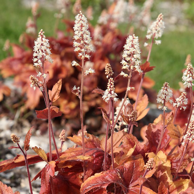 Heuchère - Heuchera Marmelade (Flowering)