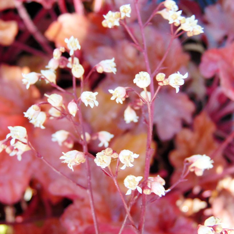 Heuchère - Heuchera Peach flambé (Flowering)